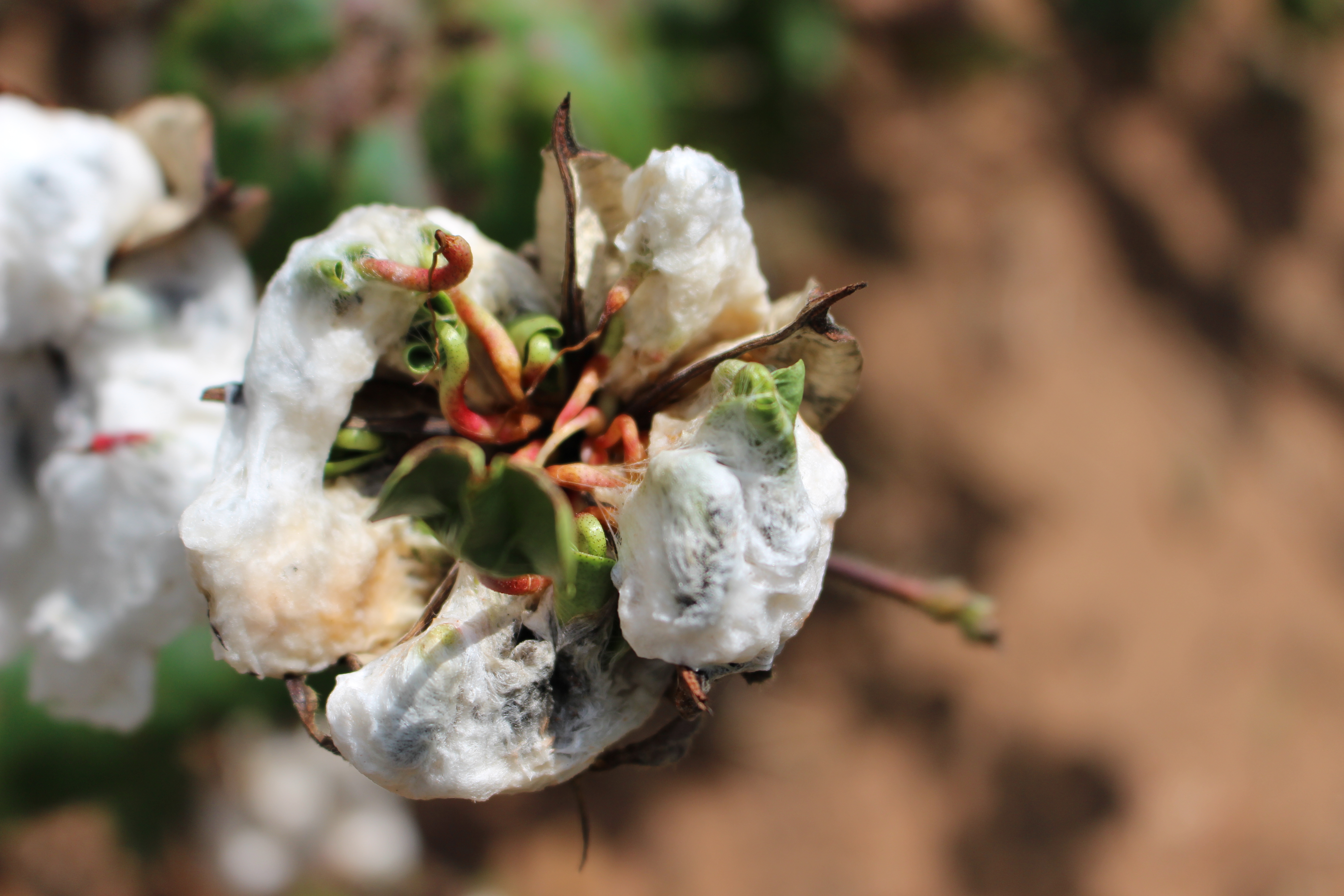 sprouted  cotton bollJPG.JPG thumbnail